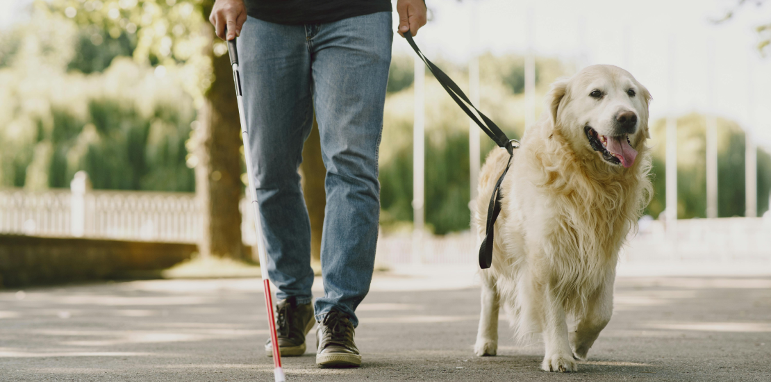 Guide dog leading a blind man