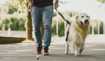 Guide dog leading a blind man