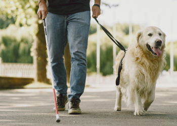 Guide dog leading a blind man